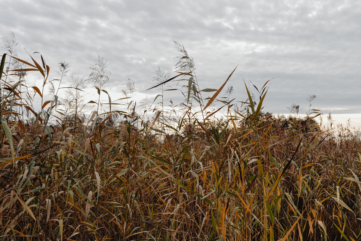 kaboompics_autumn-colors-in-the-afternoon-light-27901