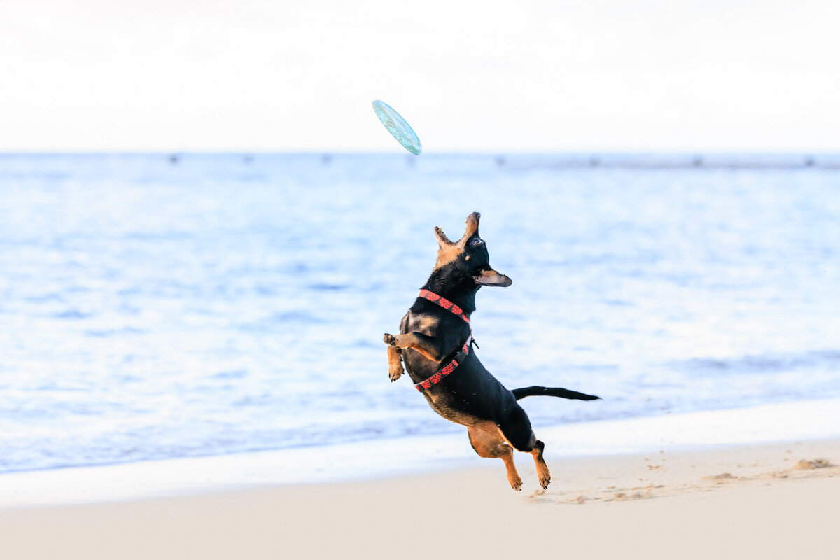 Hawaii Senior Dog Photography-36