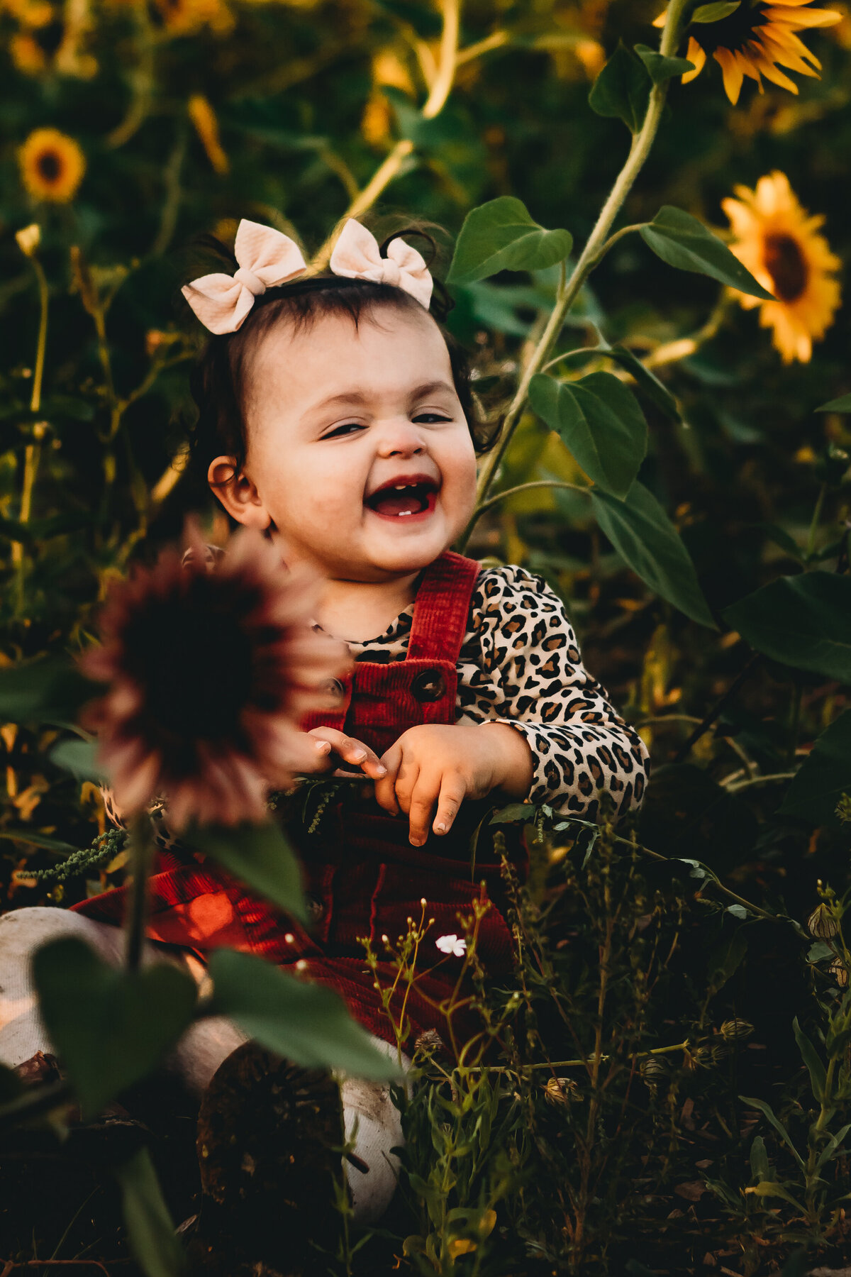 sunflower-286