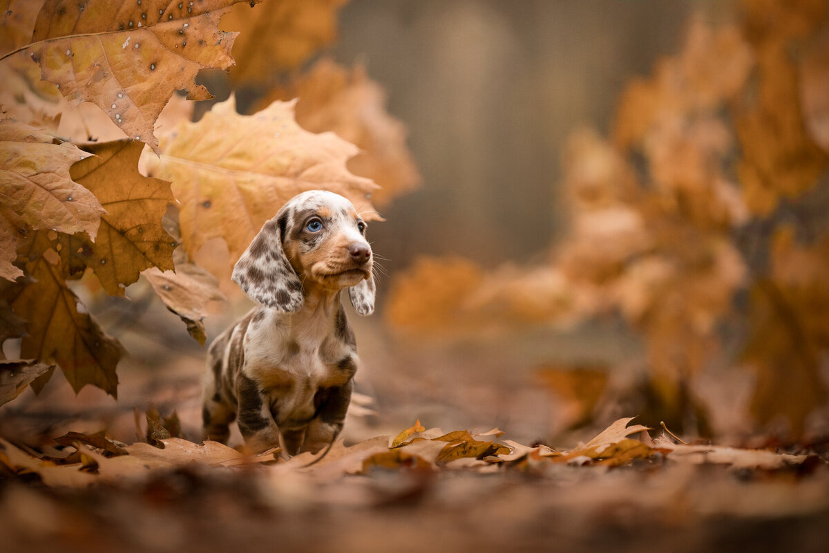 Labradoodle-CobyNiesFotografie-3