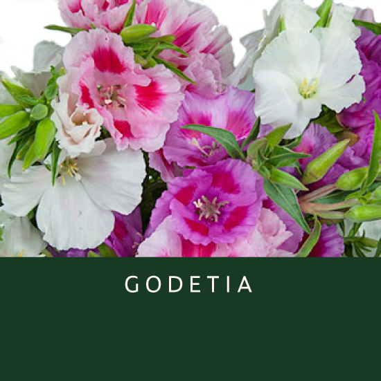 Godetia