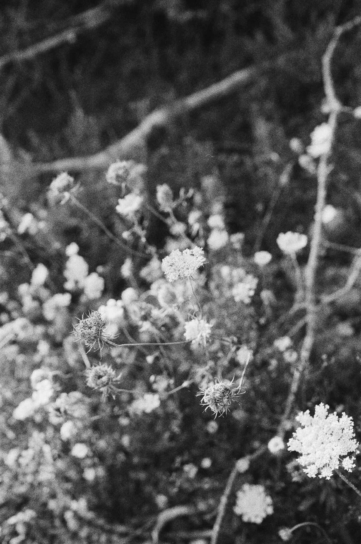 Black and white image of wildflowers and stems in a natural setting, beautifully captured by an Oshawa engagement photographer, with a focus on Queen Anne's lace blooms.