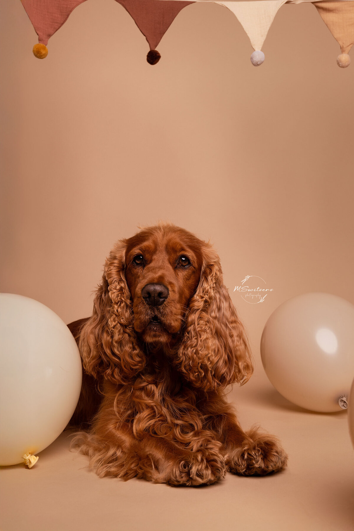 Cocker spaniel verjaardag hondenfotoshoot in de studio te Geel