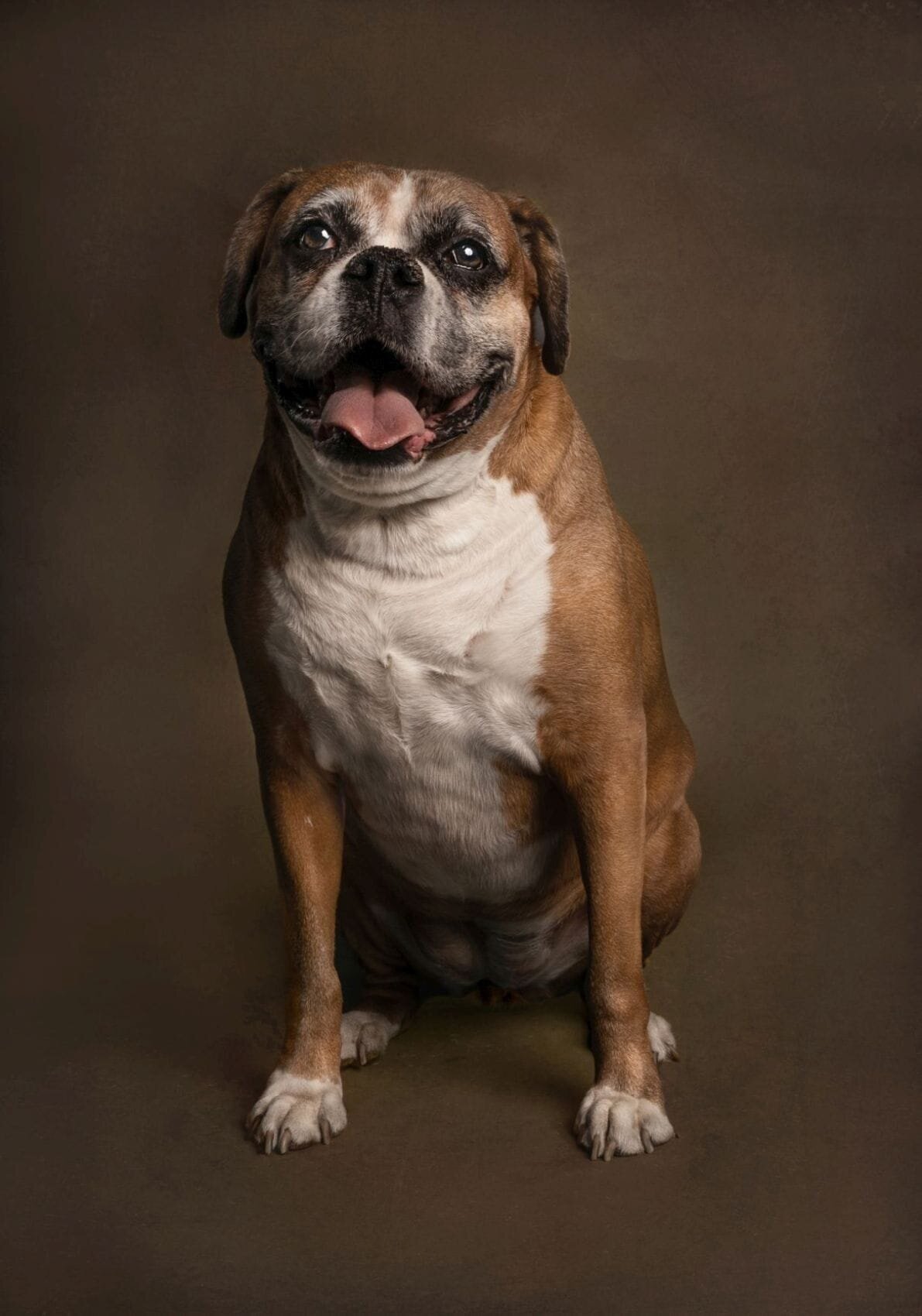 lilla-bordas-portraits-tampa-DOG-photographer1391_2