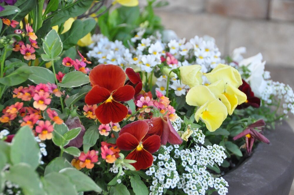 Commercial landscape company project in Kansas City: seasonal flowers showcase