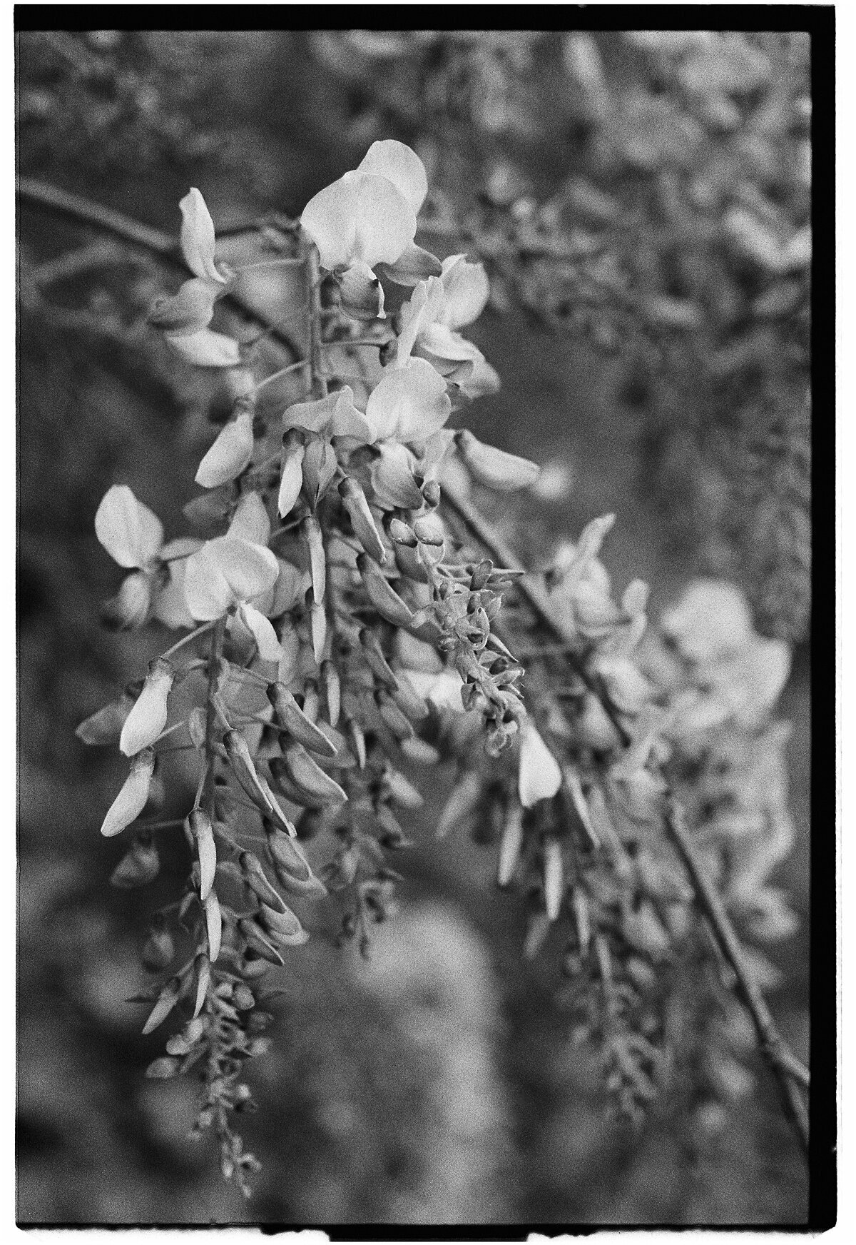 Amber_Watson_Film_Florals (16)
