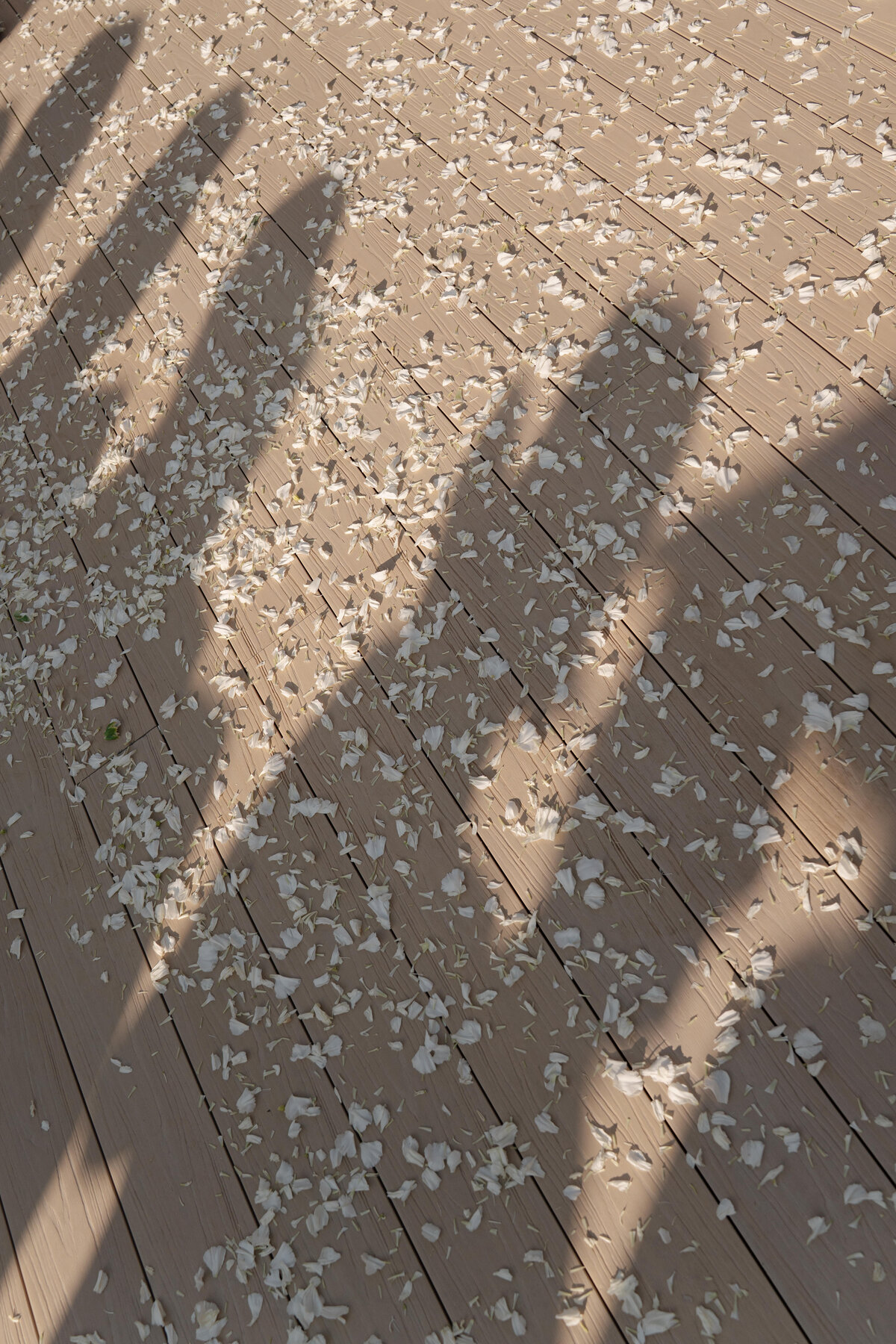 Masia-Cabellut-Wedding-E-A465