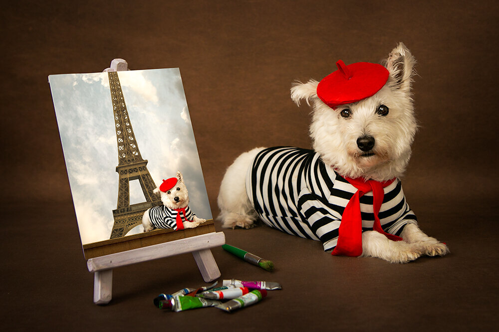colorado-pet-dog-westie-photography-paris-painting-funny-whims-fine-art