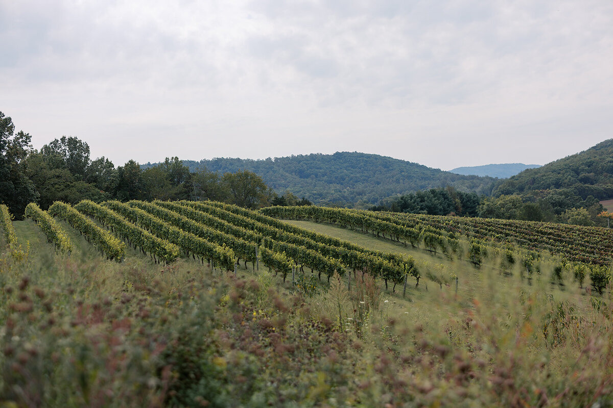 Pippin Hill Wedding Photographer_6
