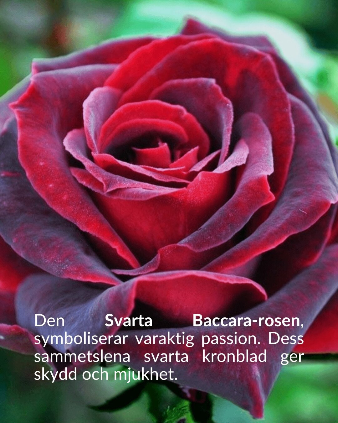 Den Svarta Baccara-rosen, symboliserar varaktig passion. Dess sammetslena svarta kronblad ger skydd och mjukhet.