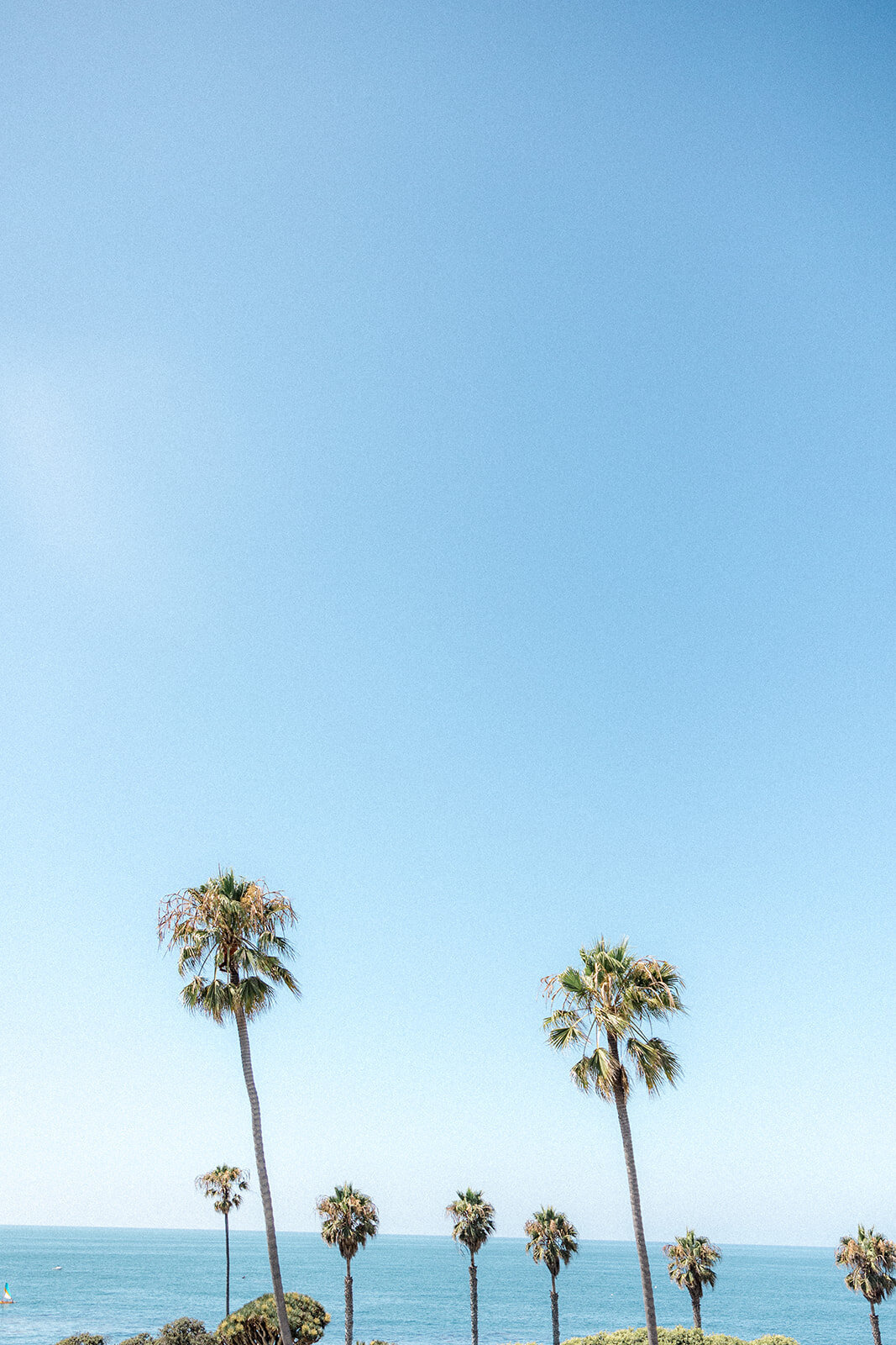 San Diego, California palm trees and ocean