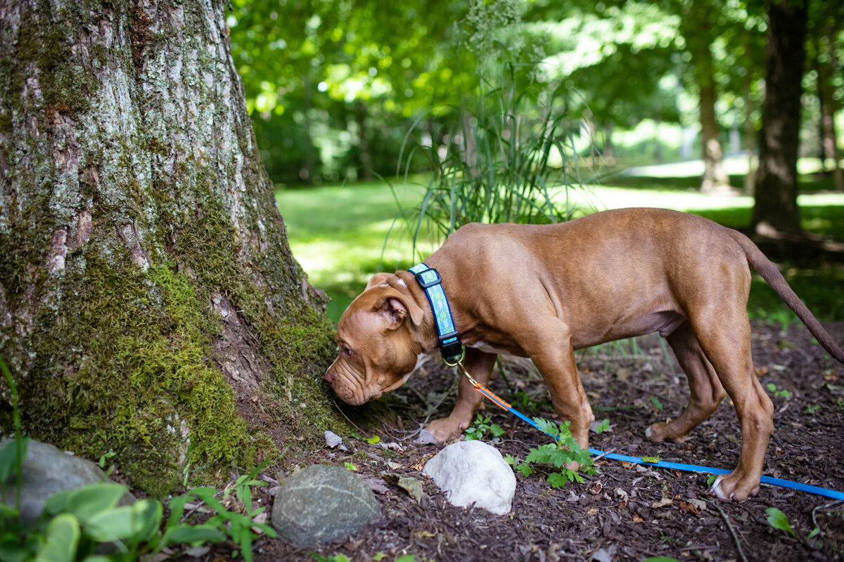 puppy sniffing while training