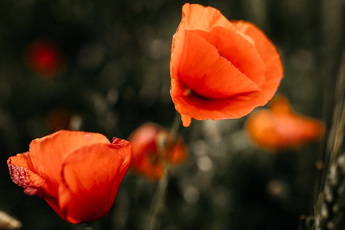 pexels-monica-turlui-7137551