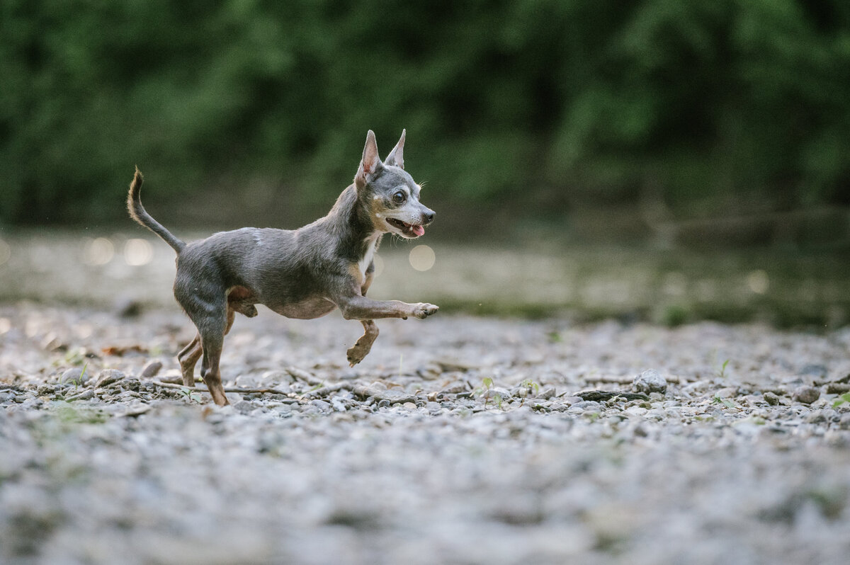 running-dog-nj-photographer