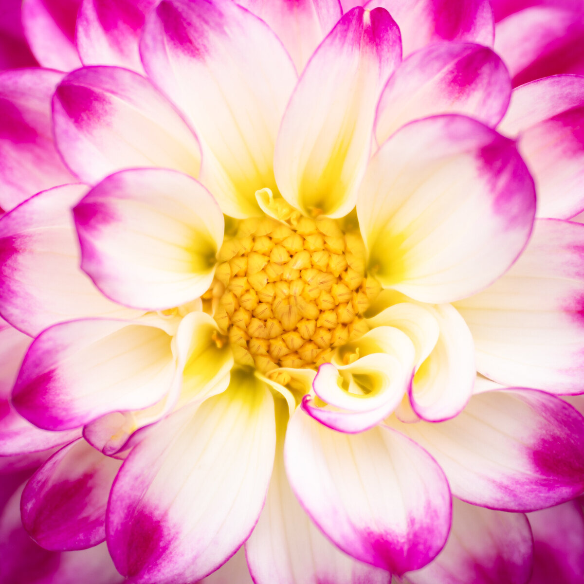 Macro photo of a white and pink dahlia bloom with a yellow center.