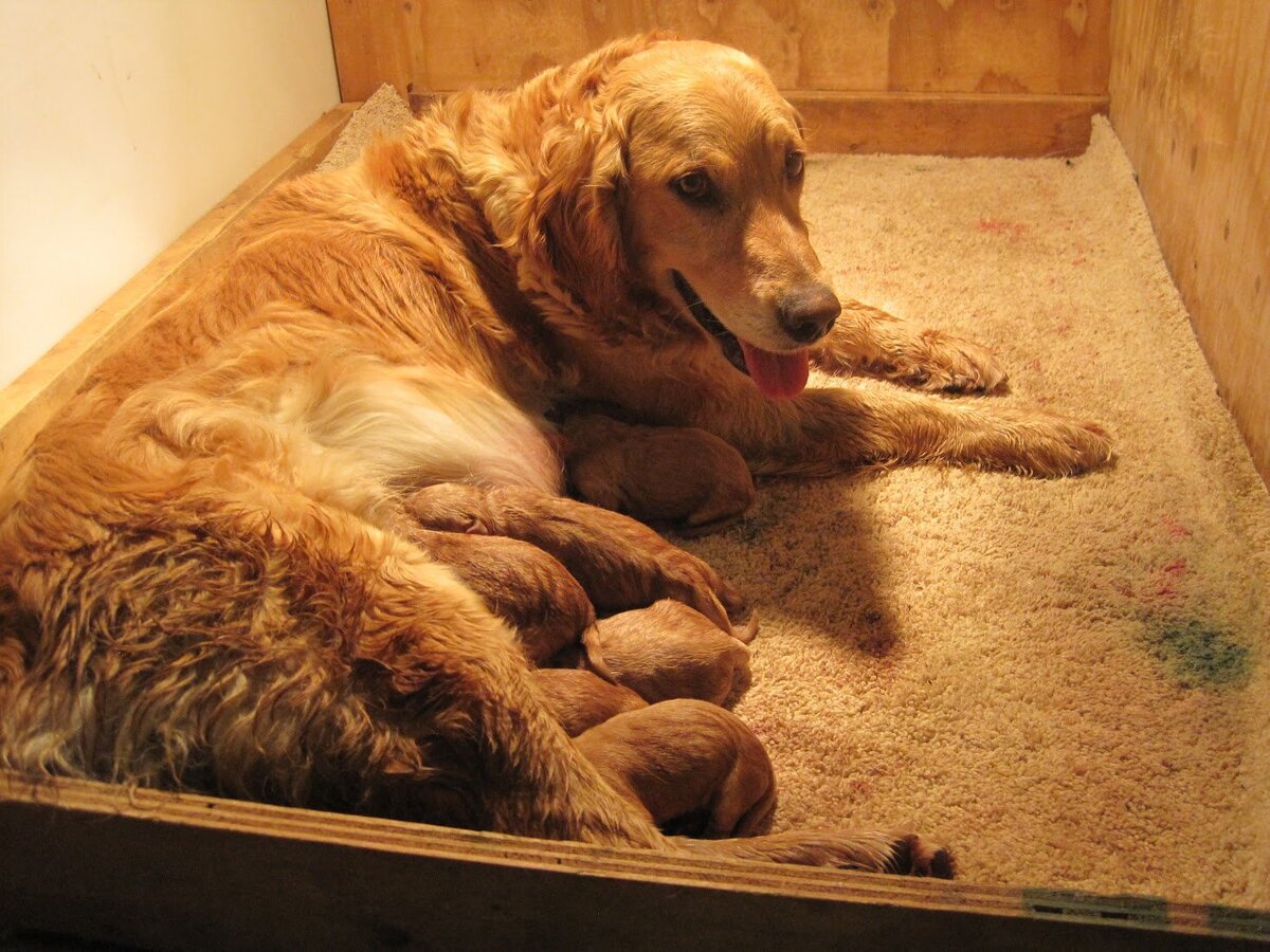 Appelgate-golden-retriever-puppies-Mae-16