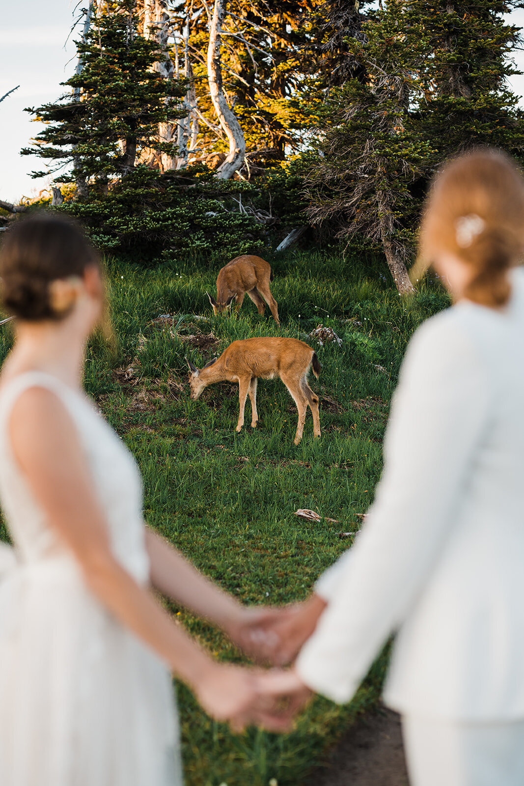 Two brides holding hands while watching deer eat on Hurricane Ridge!