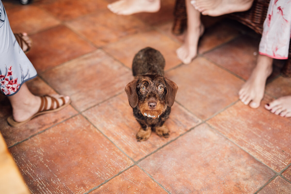 Photo of a small brown puppy on tile floor