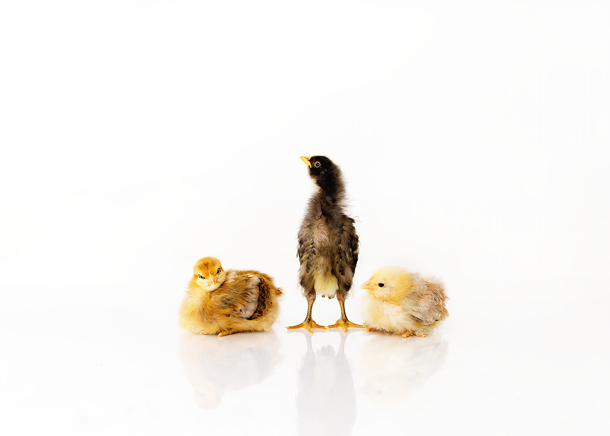 Pet Photographer Grand Junction -  337