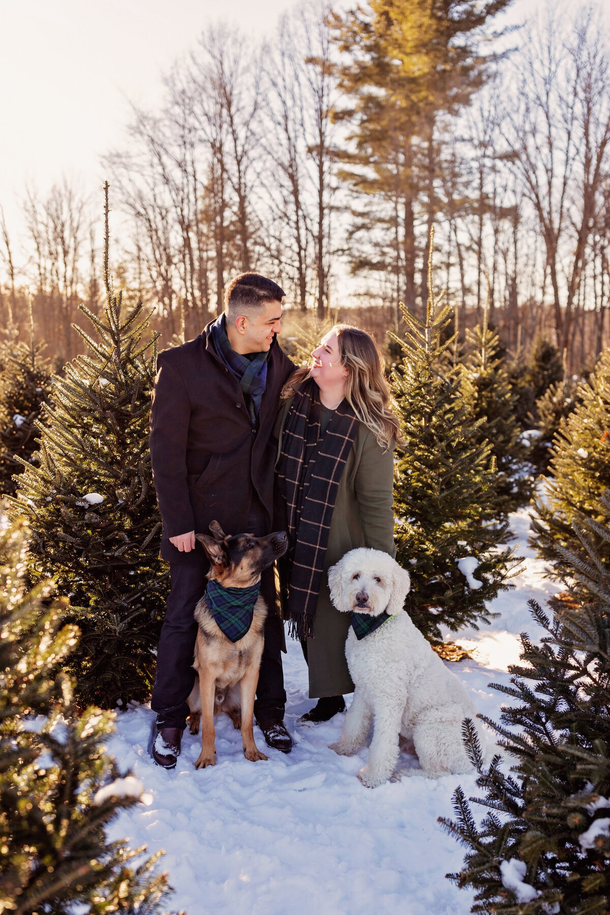 christmas-tree-farm-photos-cedarhill006