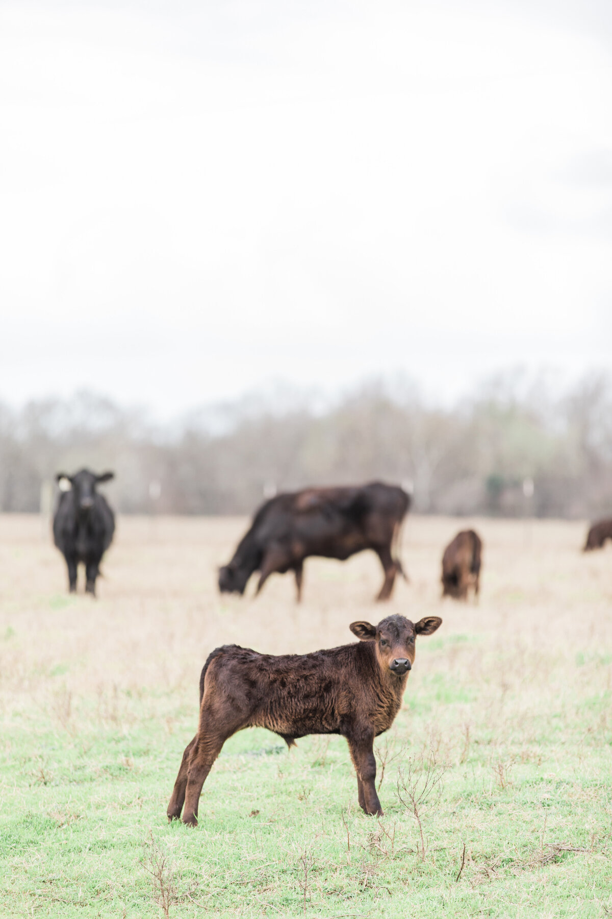A field of cows at the Grand Texana Historic Barn Venue, a baby cow looking at the camera