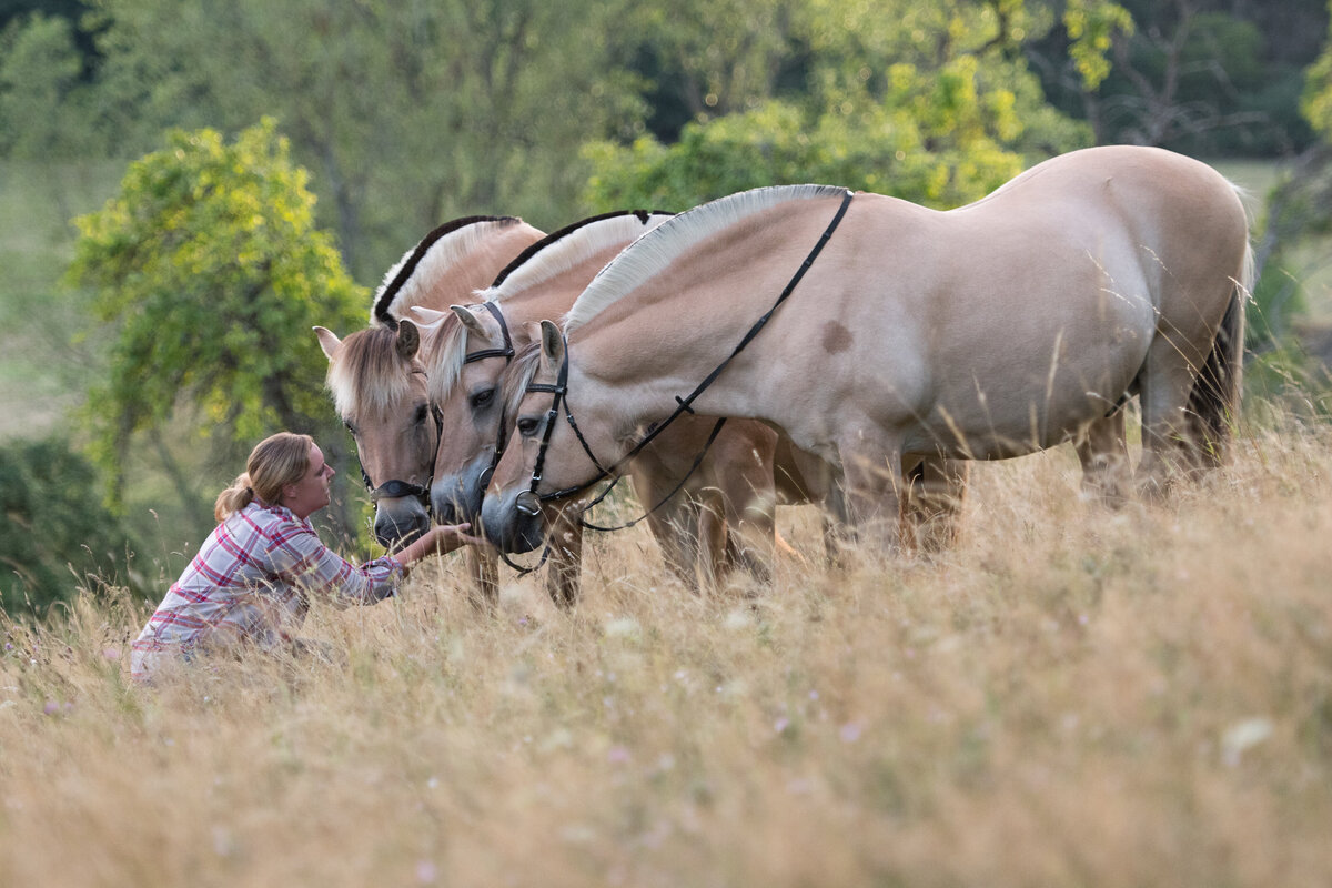 2020_Zafiri_Fjordpferde_Heck_105