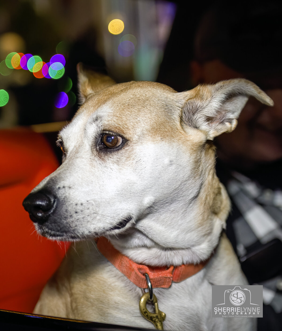 DSC_2741-Doggie copy