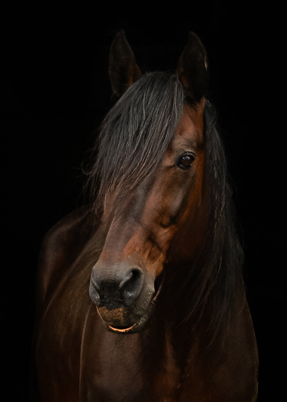 Equine-Photography-Wallingford-CT-3
