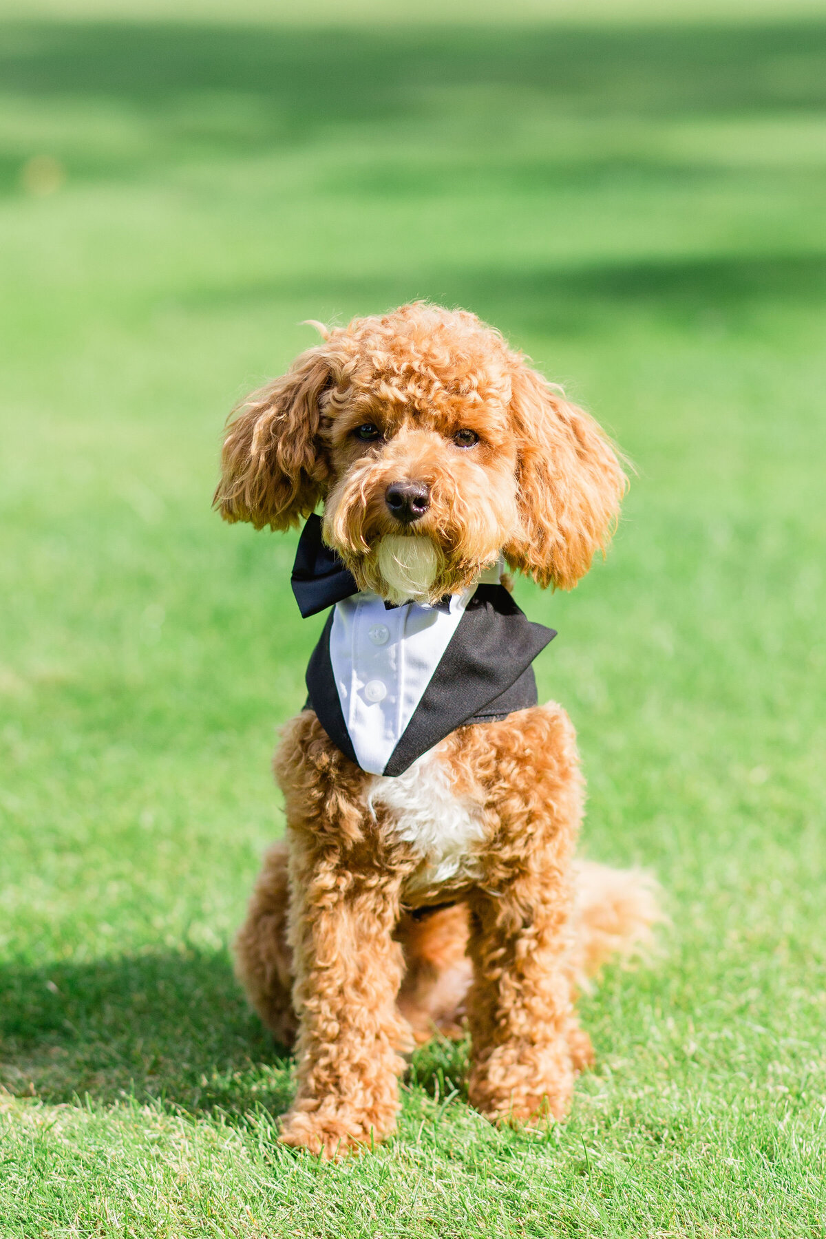 four-seasons-hampshire-wedding-photographer-roberta-facchini-photography-1088