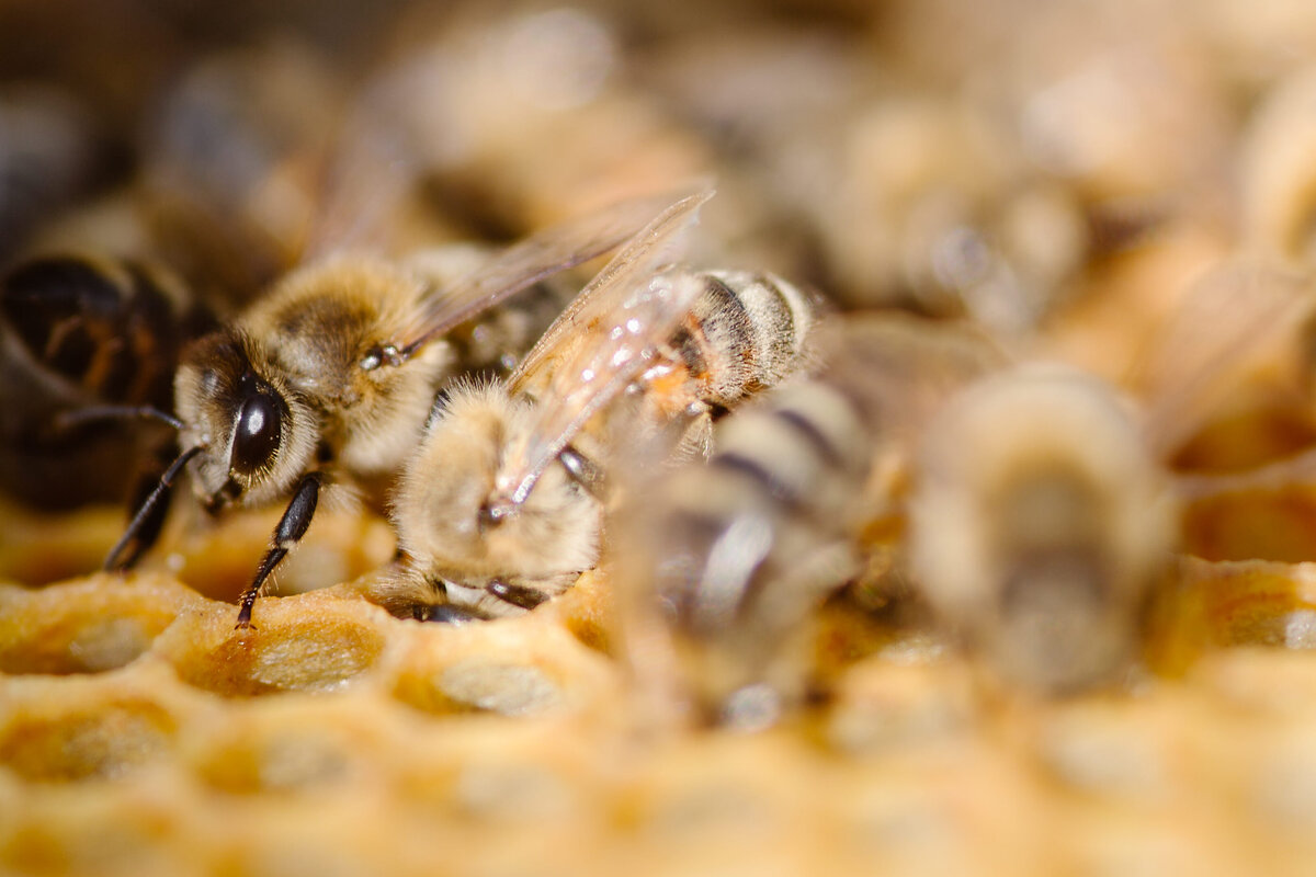 Colorado Bees Simply Cassandra Photography-24