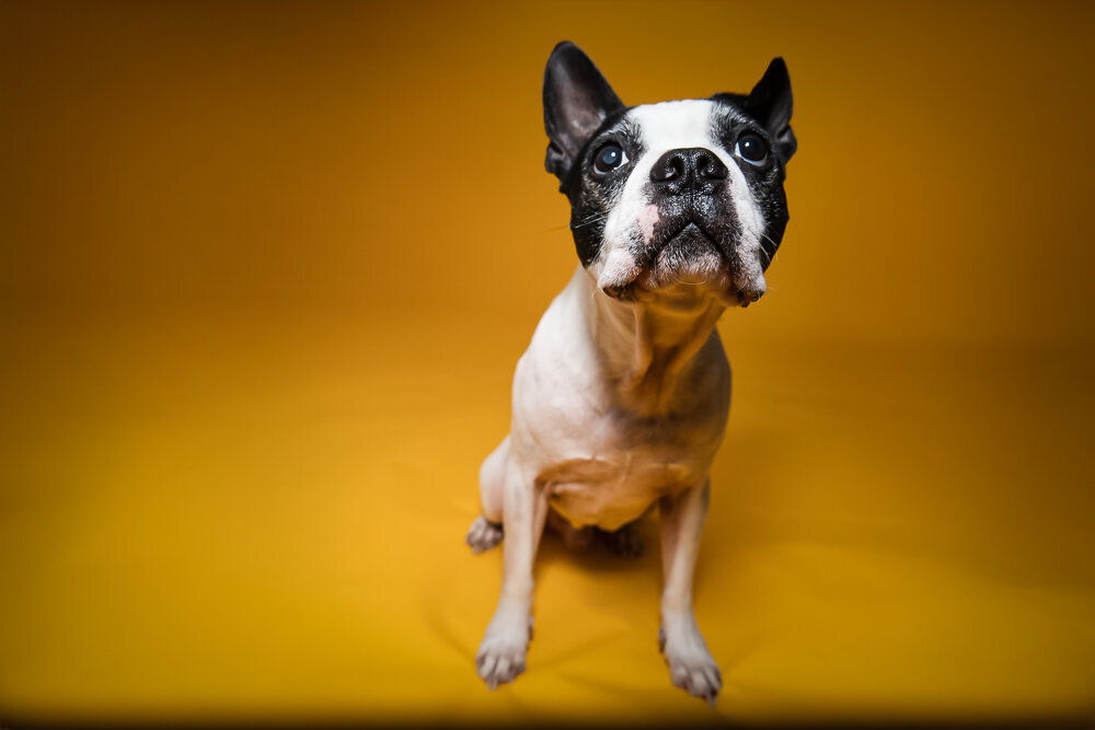dallas-fortworth-pet-photography-Tyrion-3