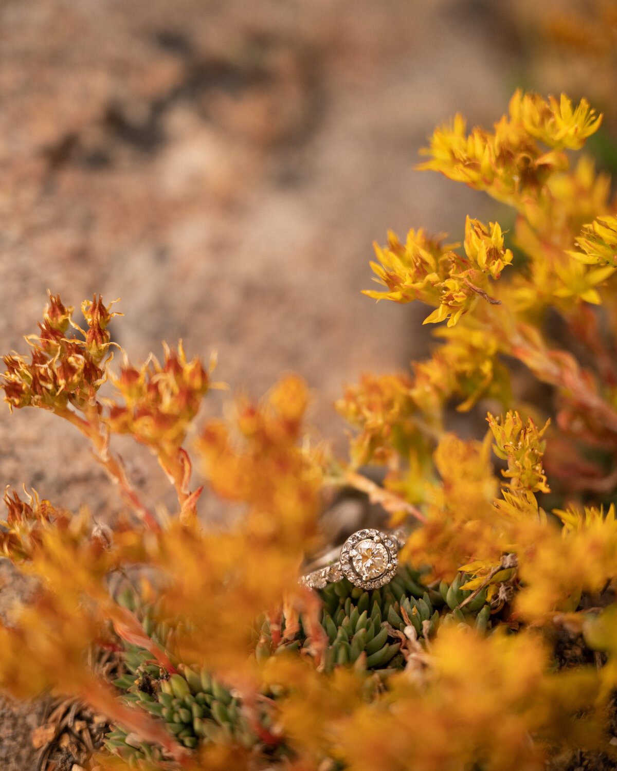 Engagement ring surrounded by yellow and orange wildflowers