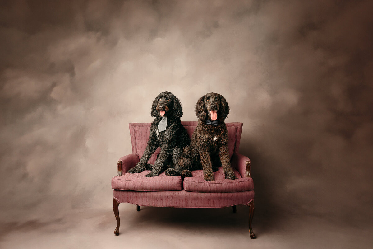 grey-bruce-owen-sound-photographer-pets-7