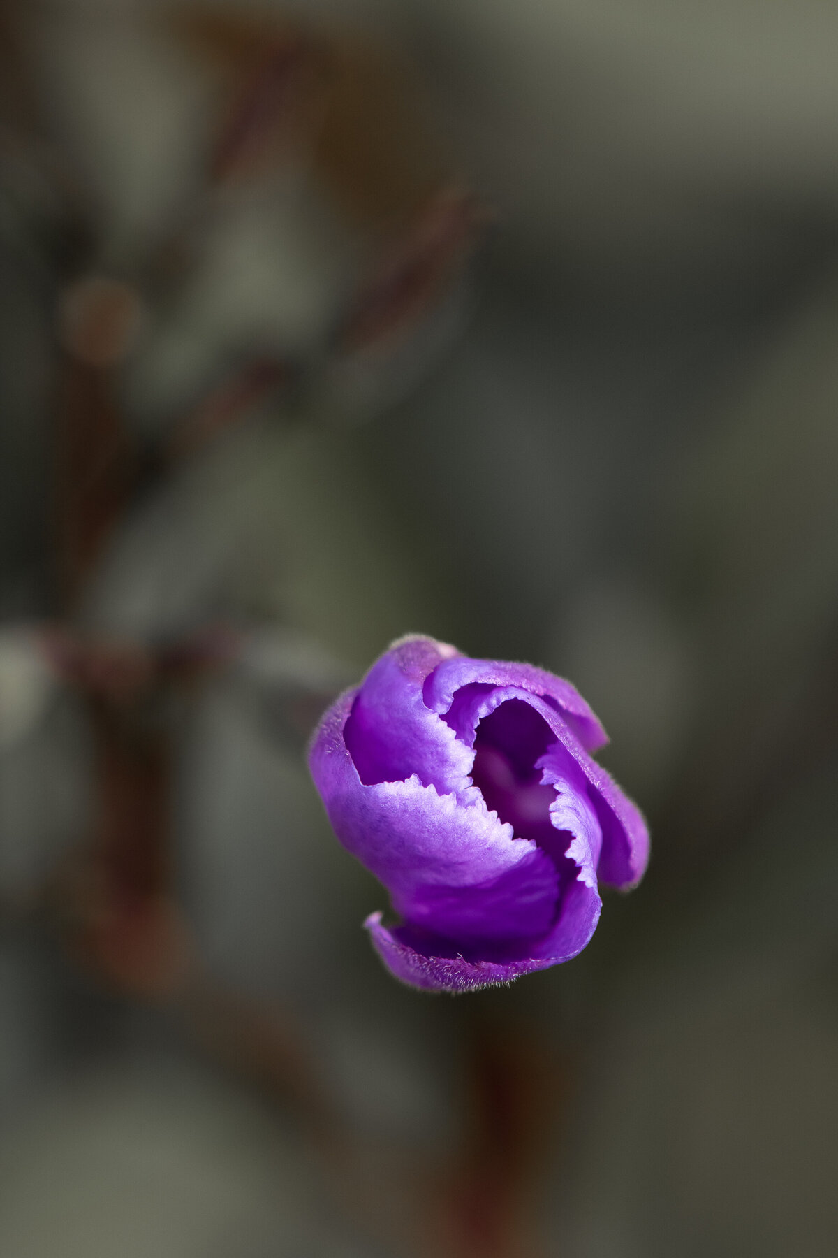 bud_purple_0685