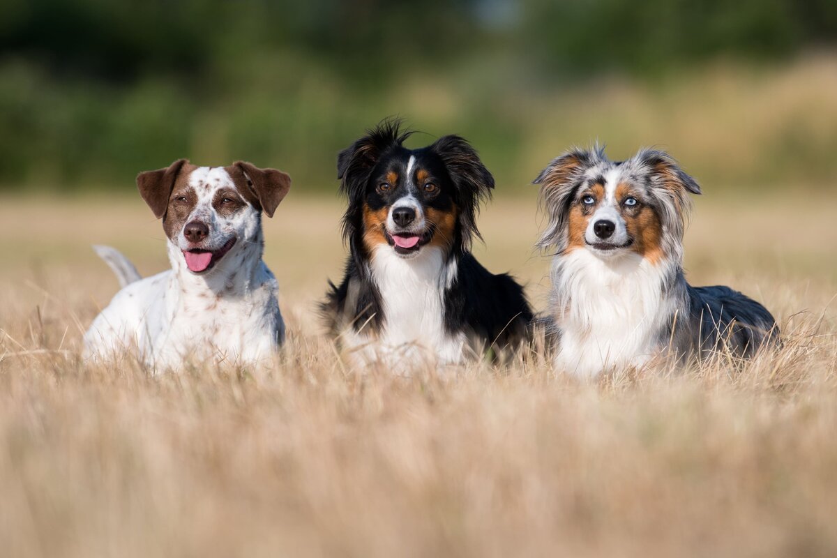 Hundebilder-machen-lassen-Miniatur-Australian-Shepherd-Zafiri