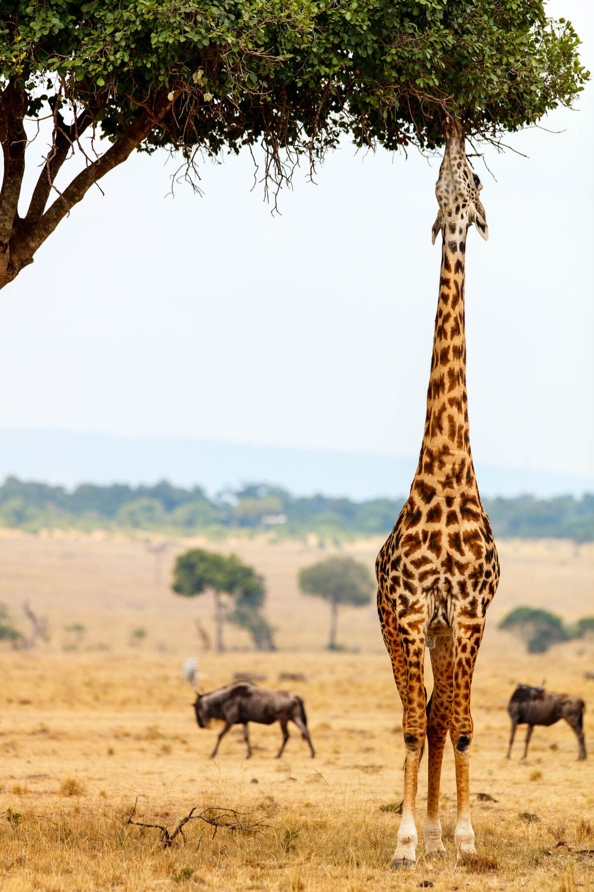 A tall giraffe stretches its neck to graze on leaves from a tree in a savanna landscape. In the background, a few wildebeests roam the grassy plain under a cloudy sky.
