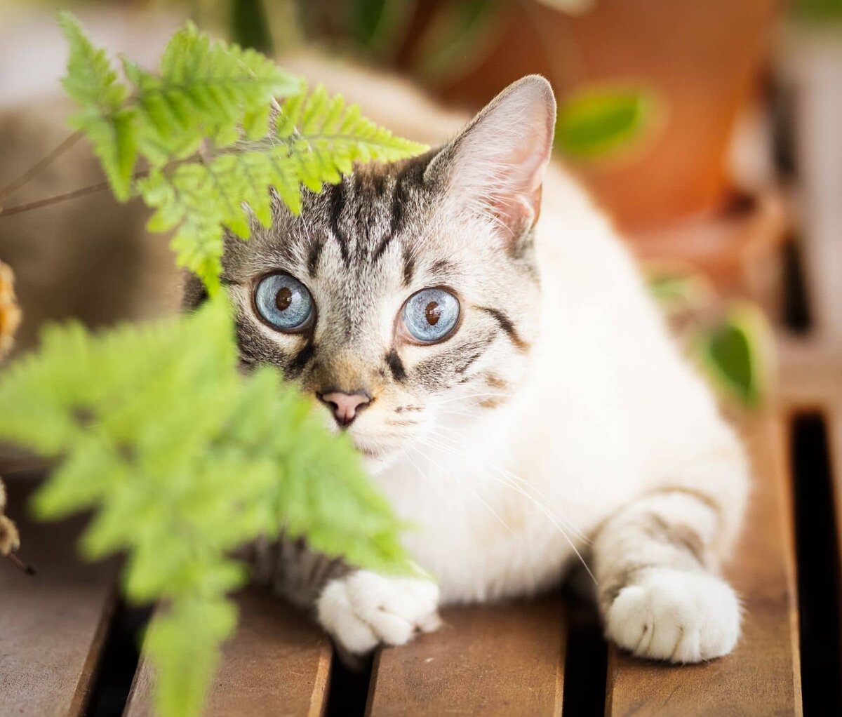 lilla-bordas-portraits-tampa-CAT-photographer1279