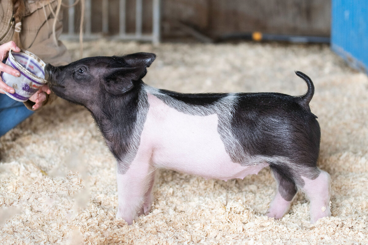3-3gilt