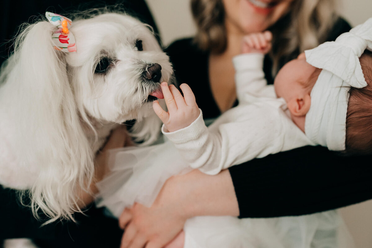 A little white dog gently licks her owner's newborn daughter on her hand