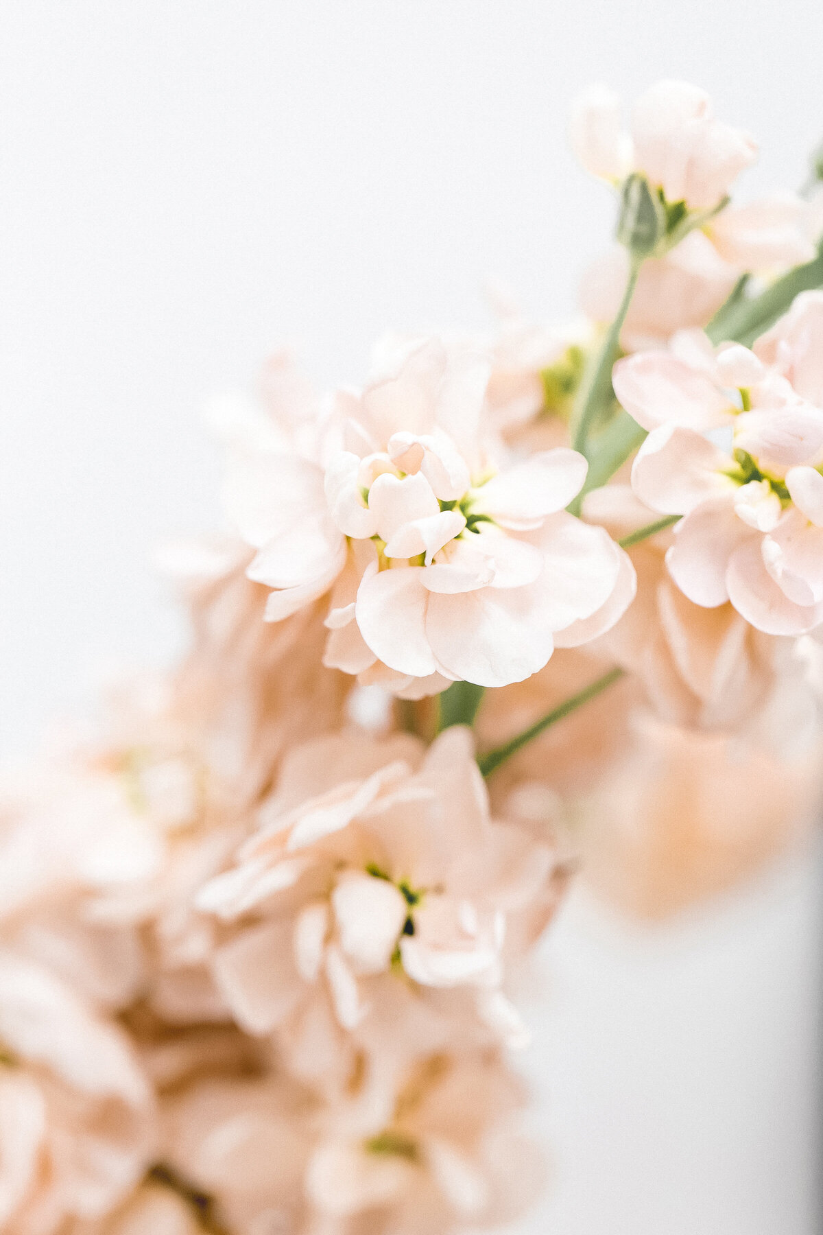 haute-stock-photography-peachy-13