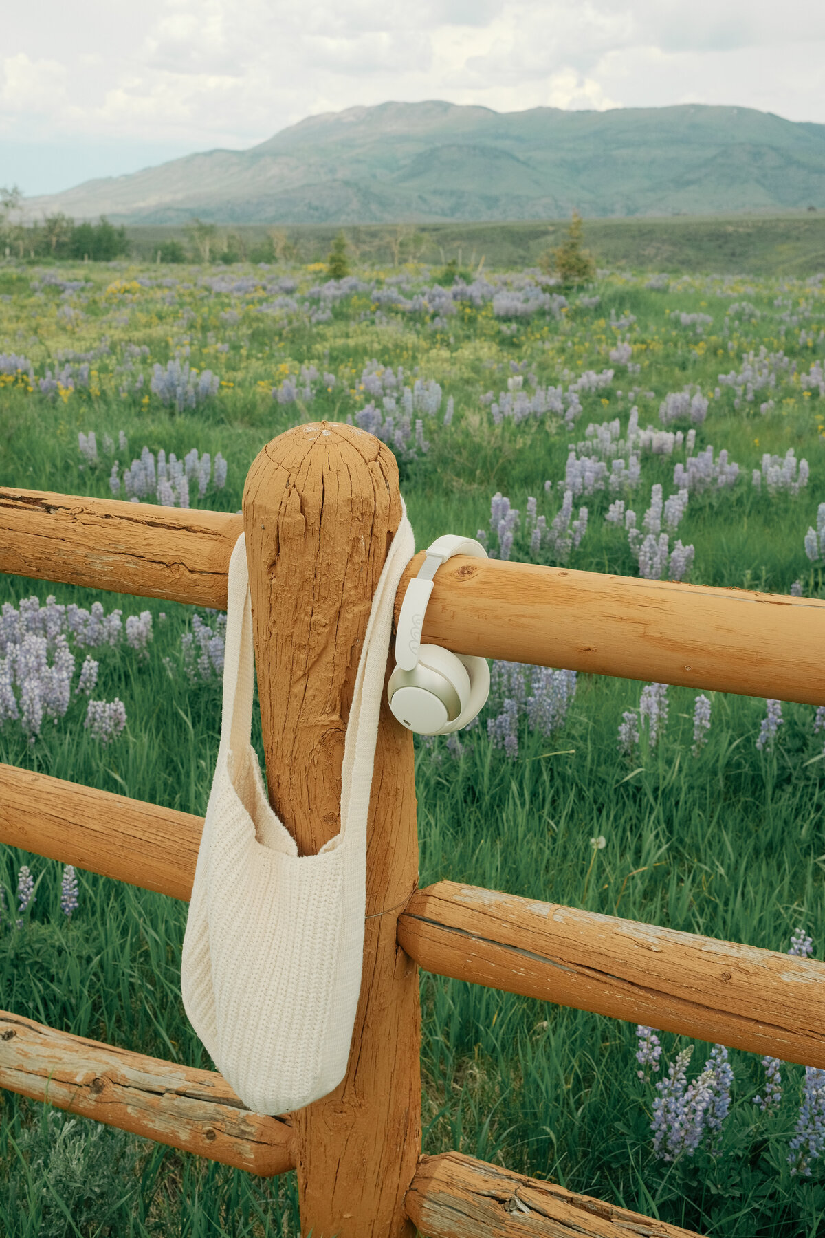 calla1