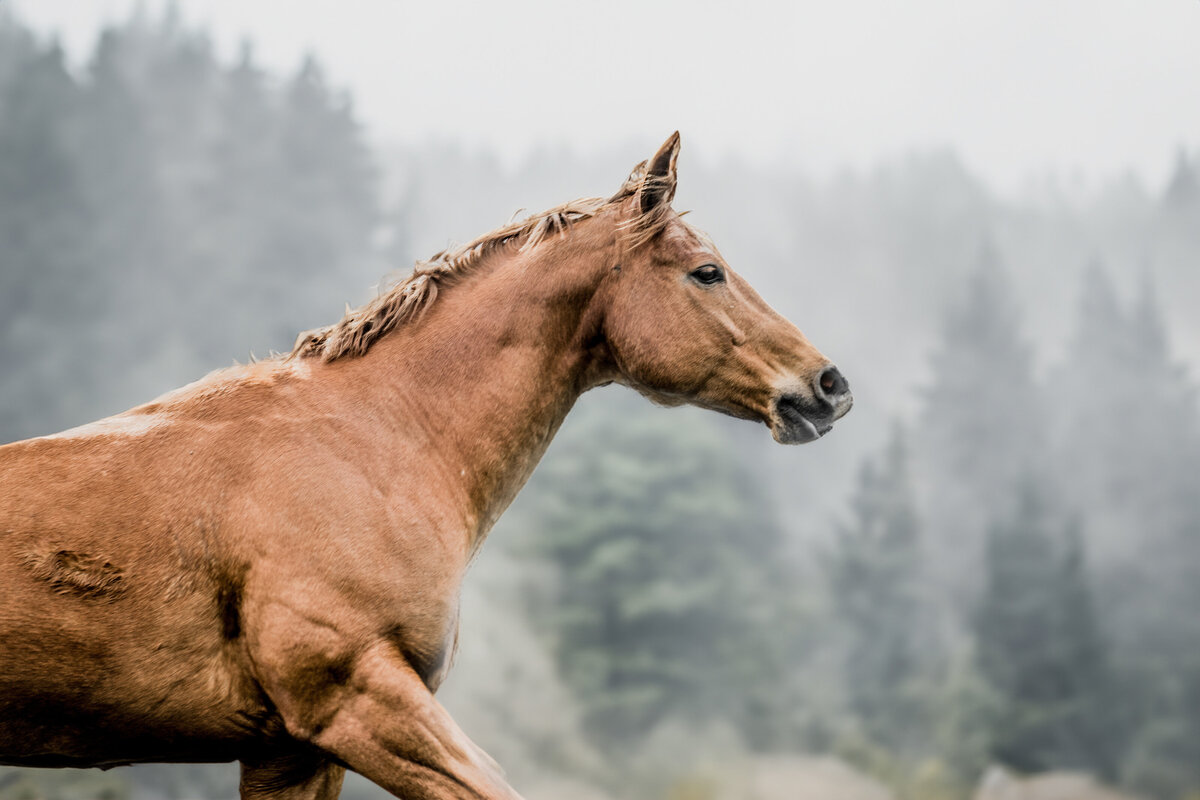 Equestrian Wall Portraits-29