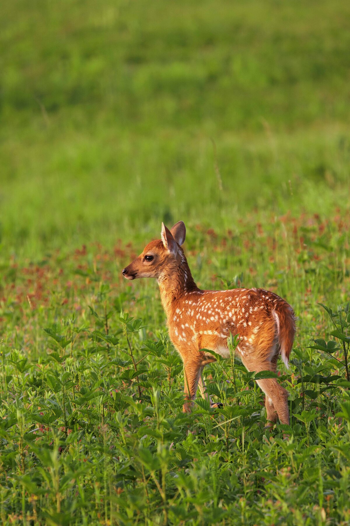 2x3_Lowres_BigMeadowsFawn-