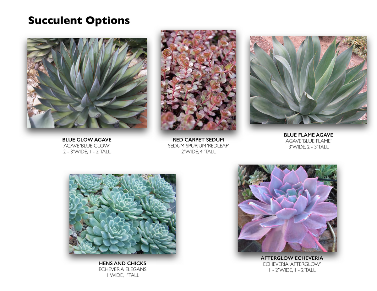 Colorful Succulents Updated_Page_2-01