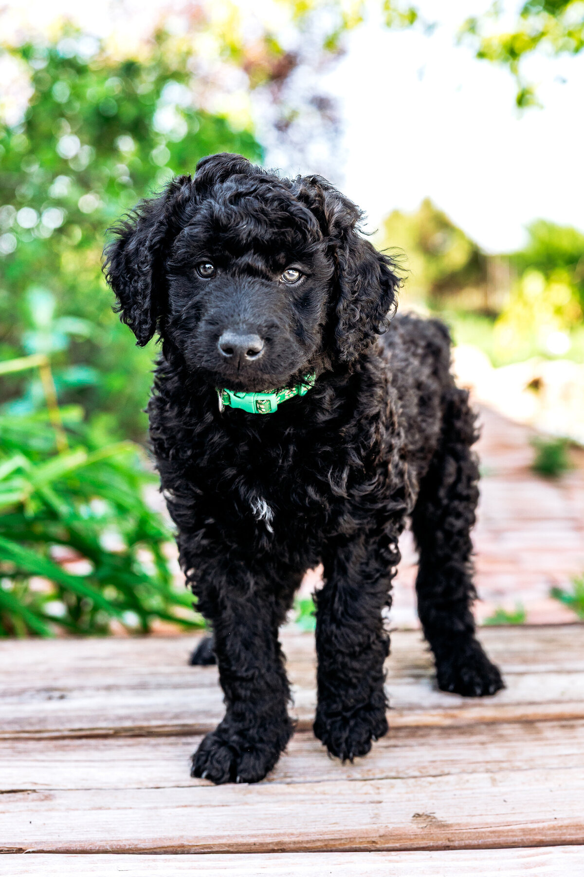 001_shepadoodles copy