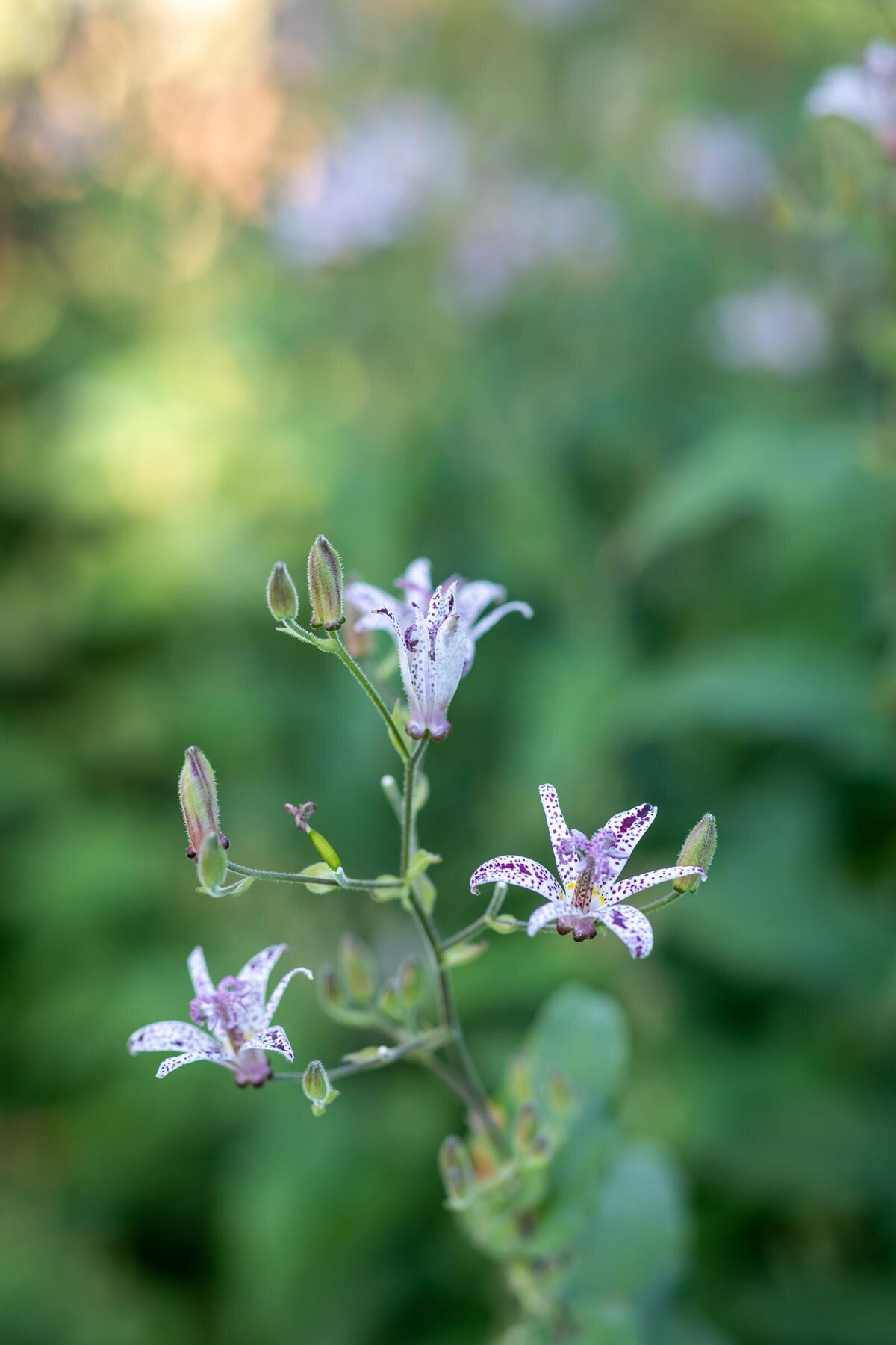 Denver-Botanic-Garden-Wedding-4