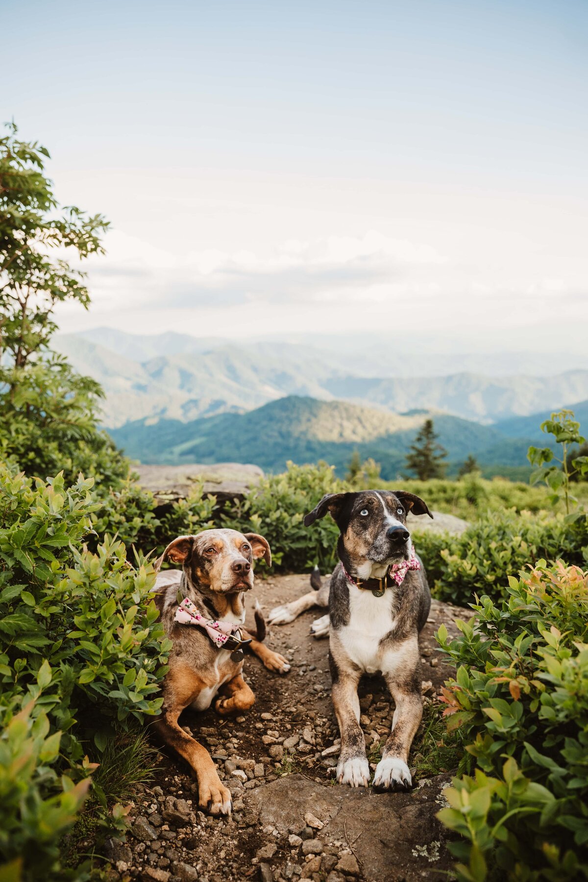 dogs-roan-mountain-wedding