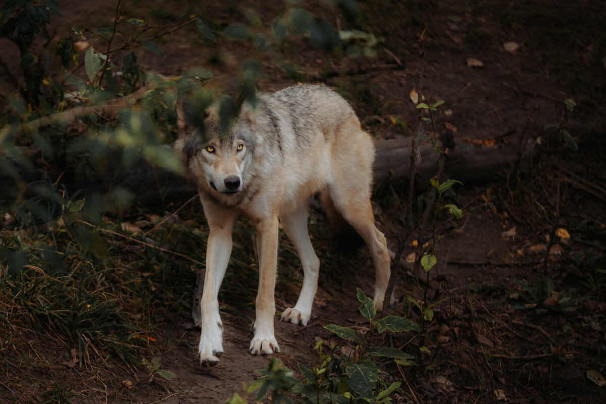 EDP Wildlife-180829-122