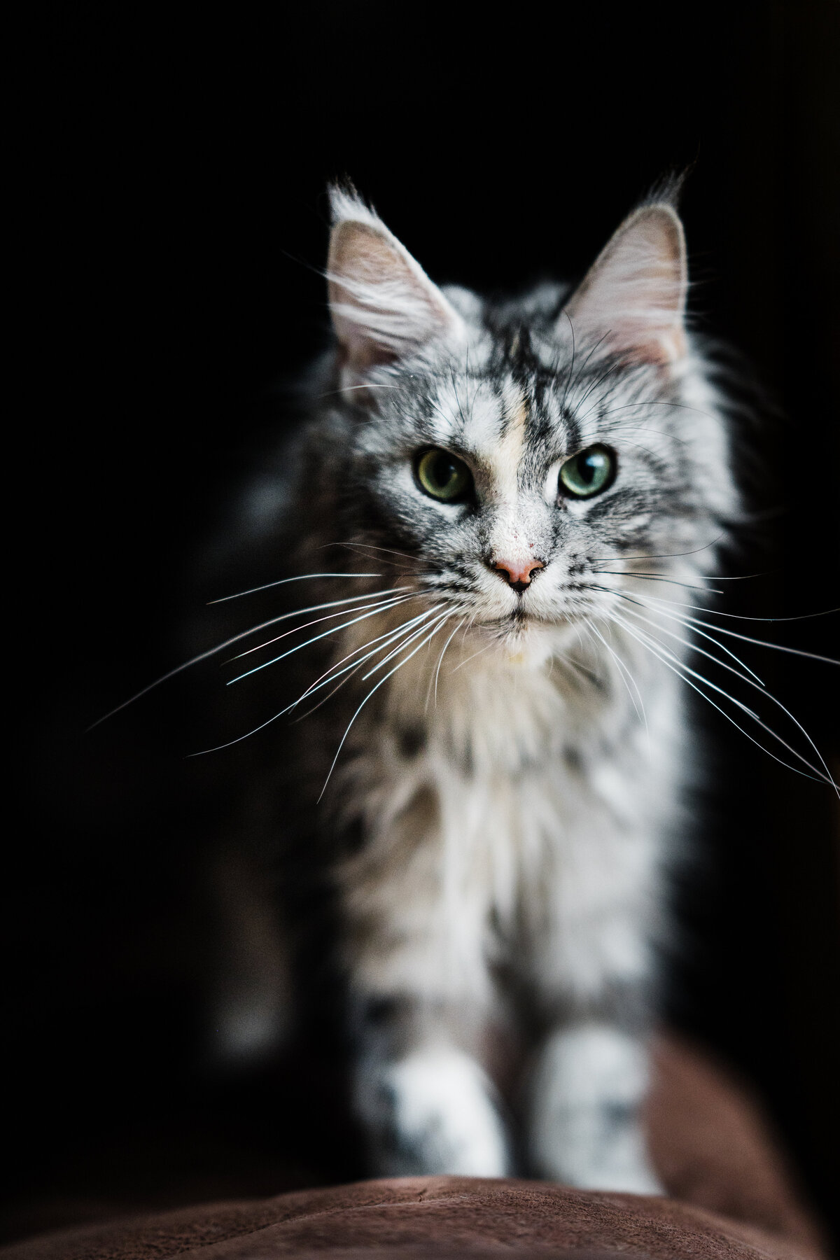 La Crosse, Wisconsin Maine Coon Cat