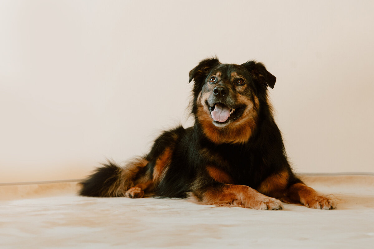 boulder-pet-photographer